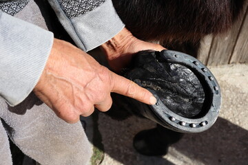 white hand points to the horseshoe just mounted on the hoof, close up shot