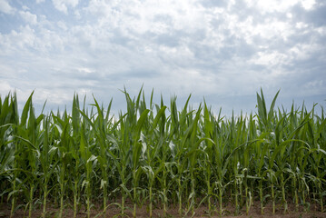 Corn field and blue sky