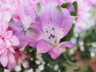 Obraz premium Close-up bouquet of alstroemeria violet close-up