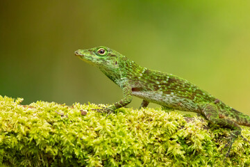 Anolis biporcatus, also known as the neotropical green anole or giant green anole, is a species of anole. Taken in Costa Rica