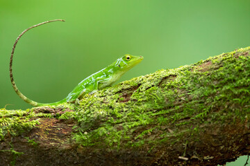 Anolis biporcatus, also known as the neotropical green anole or giant green anole, is a species of anole. Taken in Costa Rica