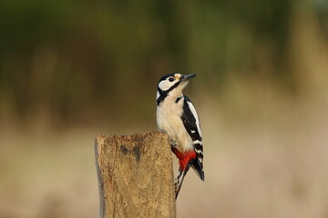 A female Great spotted wood pecker (Dendrocopos major).