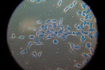 Objects through microscopic viewfinder