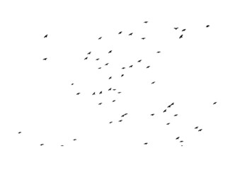 A flock of flying birds. Free birds. Vector illustration