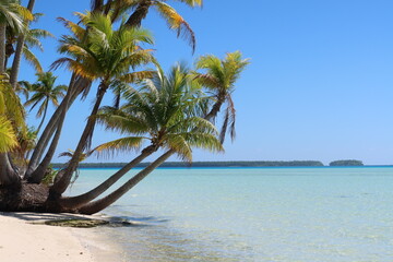 beach with palm trees in Tetiaroa from French Polynesia 