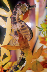 A seahorse also written sea-horse and sea horse is any of 46 species of small marine fish in the genus Hippocampus.