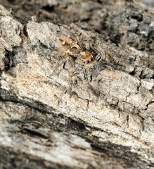 Closeup of the nature of Israel - Salticidae spider on the tree