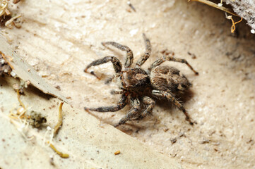 Closeup of the nature of Israel -  Salticidae spider on the tree