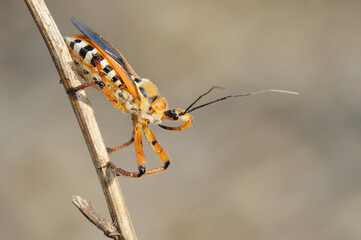 Closeup of the nature of Israel -  bug on a branch