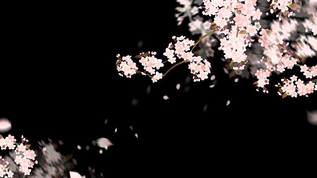 Oriental background material with the image of cherry blossoms at night