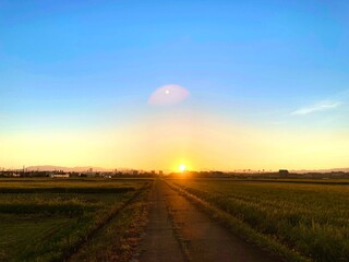 マジックアワーの田んぼ