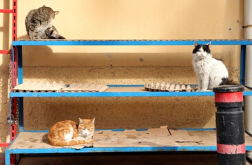 Cats sitting on shop shelves