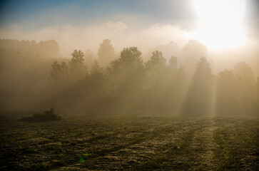a thick morning fog covers the green juicy and freshly mown grass