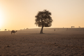 Camels and tree