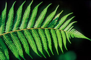 Silver fern