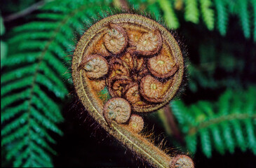 Sphaeropteris medullaris