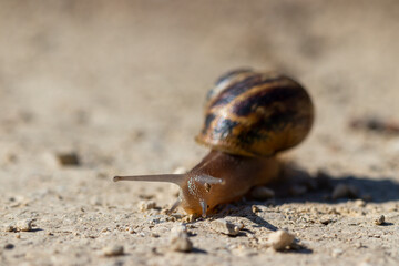 lenteur 