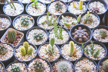 Cactus flowers in pot decorative with small white rocks patterns in natural garden background close up