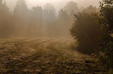a thick morning fog covers the green juicy and freshly mown grass