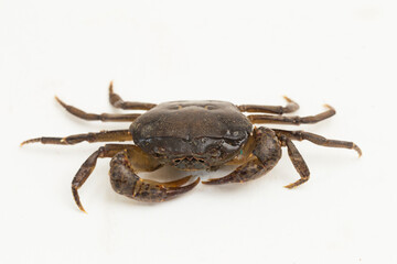 freshwater crab isolated on white background
