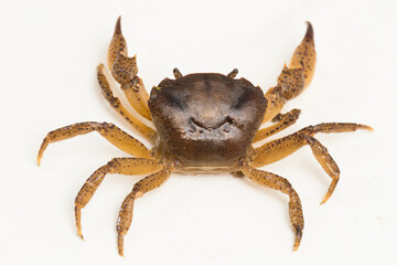 freshwater crab isolated on white background
