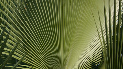 Fototapeta premium palm tree leaves