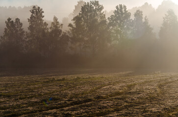 a thick morning fog covers the green juicy and freshly mown grass