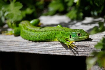 lézard vert