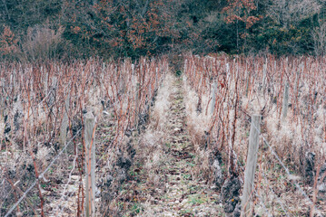 Fototapeta na wymiar Des rangs de vigne en hiver. Un vignoble cultivé en hiver. La viticulture en hiver.