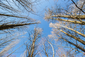Fototapeta na wymiar Tops of trees without leaves against the blue sky in winter