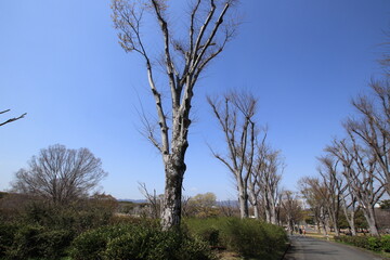 Fototapeta premium 公園