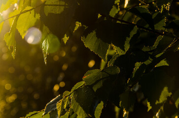A warm summer morning. juicy green birch leaf.