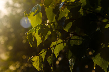A warm summer morning. juicy green birch leaf.