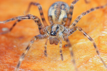 A Tegenaria spider on a dead leaf 
