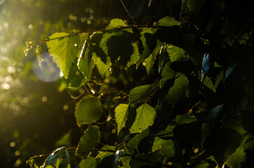 A warm summer morning. juicy green birch leaf.