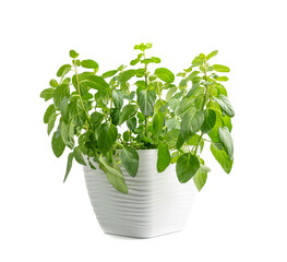 Naklejka premium Mint Plant in a Pot Close Up. Windowsill Garden