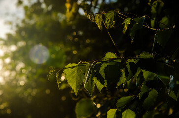 A warm summer morning. juicy green birch leaf.