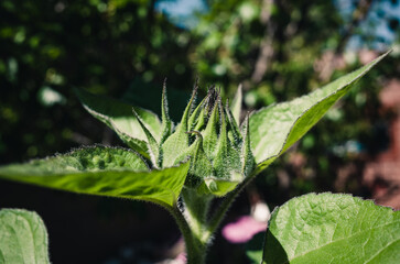 Close up of a sunflower
