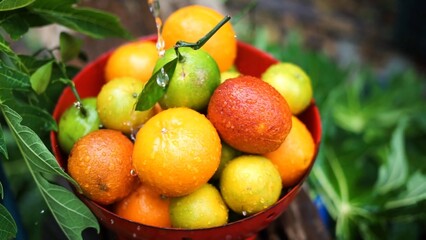 Oranges, mandarins, limes are in the bowl while water is pouring to it green fresh leaves in the background colors are bright orange green yellow red some fruits have branches 