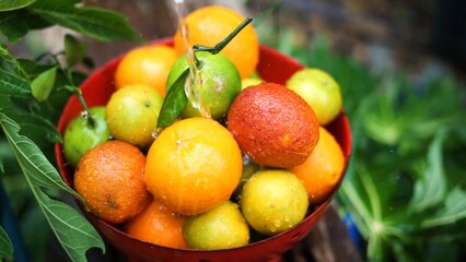 Oranges, mandarins, limes are in the bowl while water is pouring to it green fresh leaves in the background colors are bright orange green yellow red some fruits have branches 