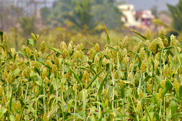jowar or sorghum, jowar grain sorghum crop farm, millet farm, Indian Agriculture.
