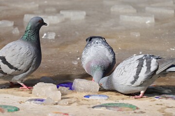 Pigeon drinking from a pond
