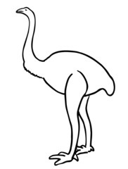 Ostrich in line style isolated on white background. Vector illustration. Sketch ostrich. Animal in the African zoo