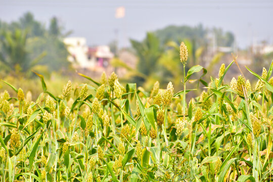 jowar or sorghum, jowar grain sorghum crop farm, millet farm, Indian Agriculture.