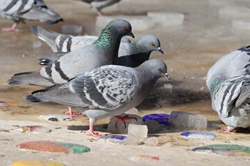 Pigeon drinking from a pond