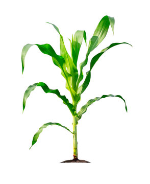 Corn plant isolated on a white background with clipping paths for garden design.