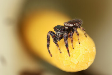 A Carrhotus xanthogramma inside a Calla Lily 