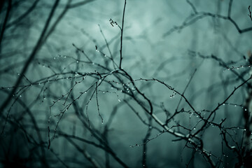 Abstract dark scary background. The forest is mysterious with strange moonlight and night ghostly branches of trees in the fog causing a feeling of fear. Horror concept