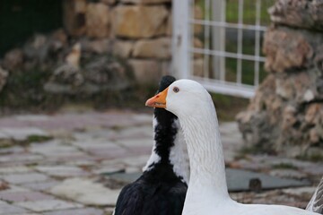 white goose on the beach