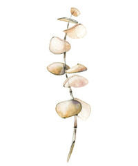 Watercolor hand painted dry beige eucalyptus branch. Vector traced isolated floral illustration on white background